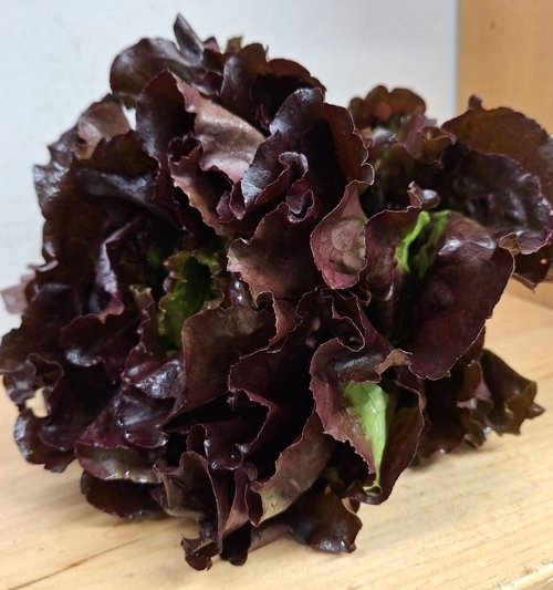 Lettuce - RED Leaf (LOCAL)